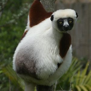 Coquerel's sifaka