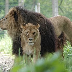 Lions of Knowsley