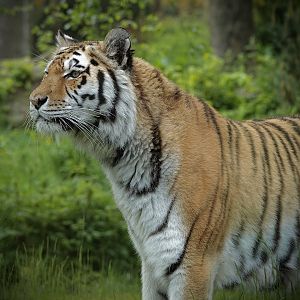 Sinda Female Tiger