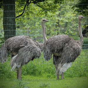 Ostriches