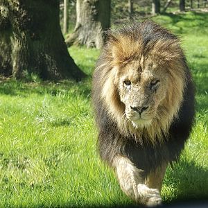 Sam Male Lion