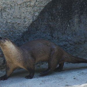 River Otter