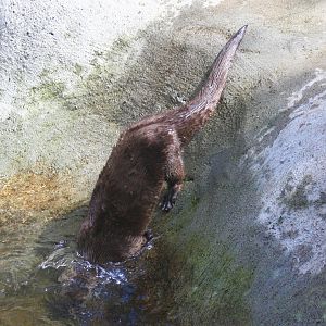 River Otter