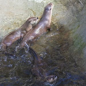 River Otters