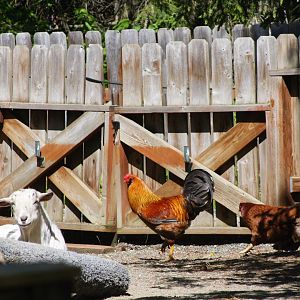 Domestic Goat and Domestic Chickens