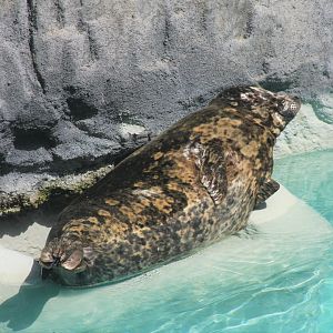 Pacific Harbor Seal