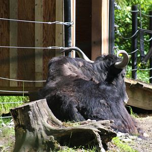 Domestic Yak