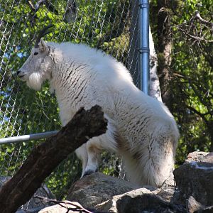 Mountain Goat