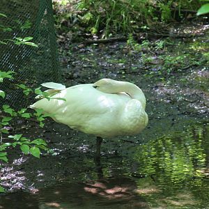 Trumpeter Swan