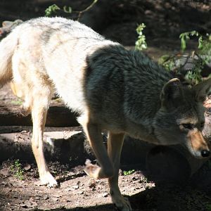 Coyote