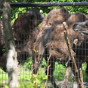 Bactrian Camels