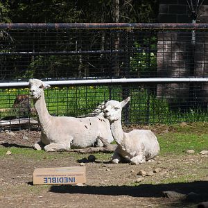Alpacas