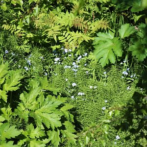 Forget-Me-Nots in the Eagle Aviary