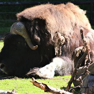 Muskox