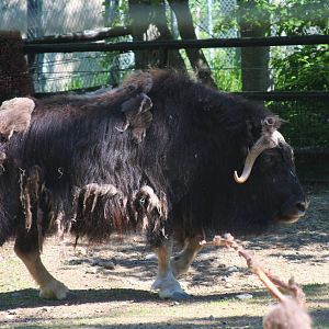 Muskox