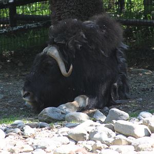 Muskox