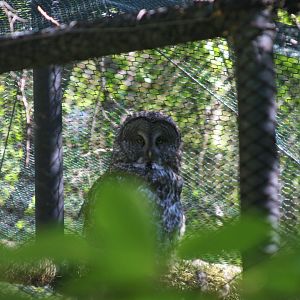 Great Gray Owl