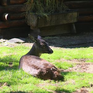 Sitka Black-tailed Deer