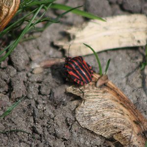 Minstrel bug - Graphosoma italicum