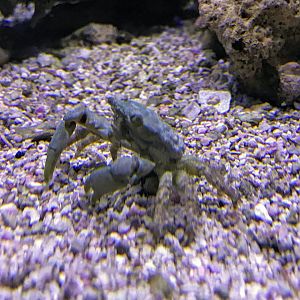 Crab ID?