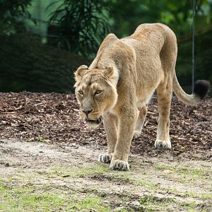 Asian lioness "Rubi"