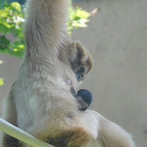 Baby gibbon