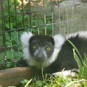 Black and white ruffed lemur