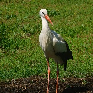 White stork