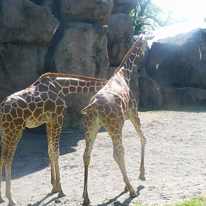 Giraffes