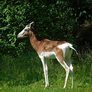 mhorr gazelle