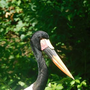 Saddle billed stork