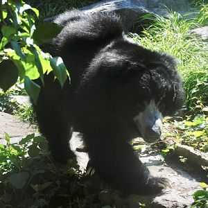 Sloth bear