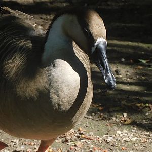 Swan goose