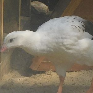 Andean goose