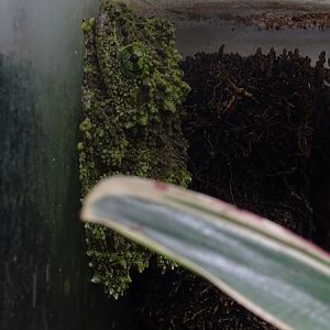 New species 2021: Tonkin bug-eyed frog *I Think*