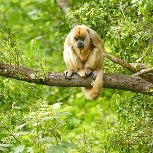 Young Black Howler Monkey, June 2021