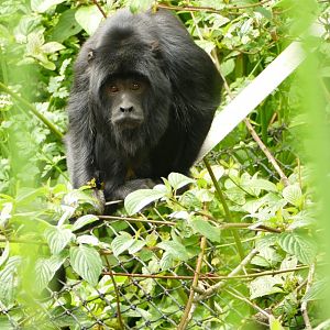 Adult male Black Howler Monkey, June 2021