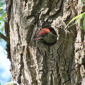 Juvenile Green woodpecker looking uot of the nest