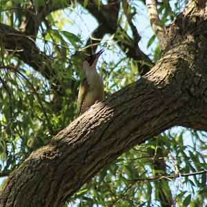 Green woodpecker