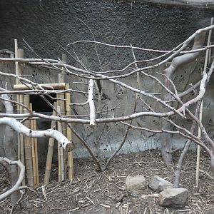 Northern Luzon cloud rat and Belanger's Tree shrew enclosure