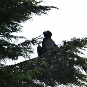 Spider monkey in tree