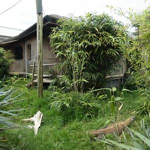 Outdoor Komodo dragon enclosure