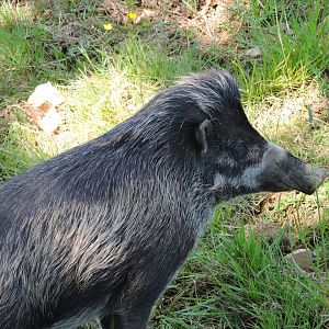 Visayan Warty Pig