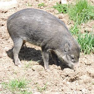 Visayan Warty Pig