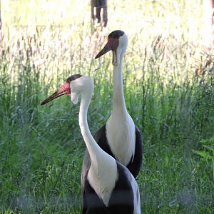 Wattled Crane pair