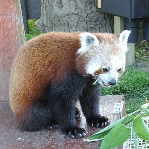 Red Panda