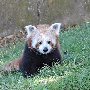 Red Panda