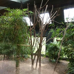 Coquerel's sifaka indoor enclosure