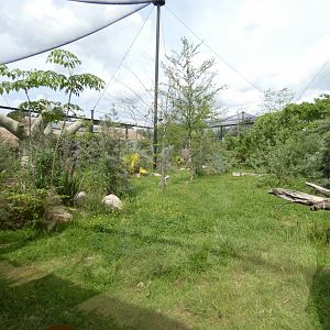 Coquerel's sifaka outdoor enclosure