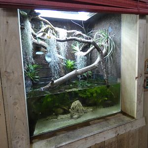 Lake Patzcuaro salamander and Mexican tree frog enclosure